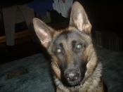 Red Clay Rambler's Avatar